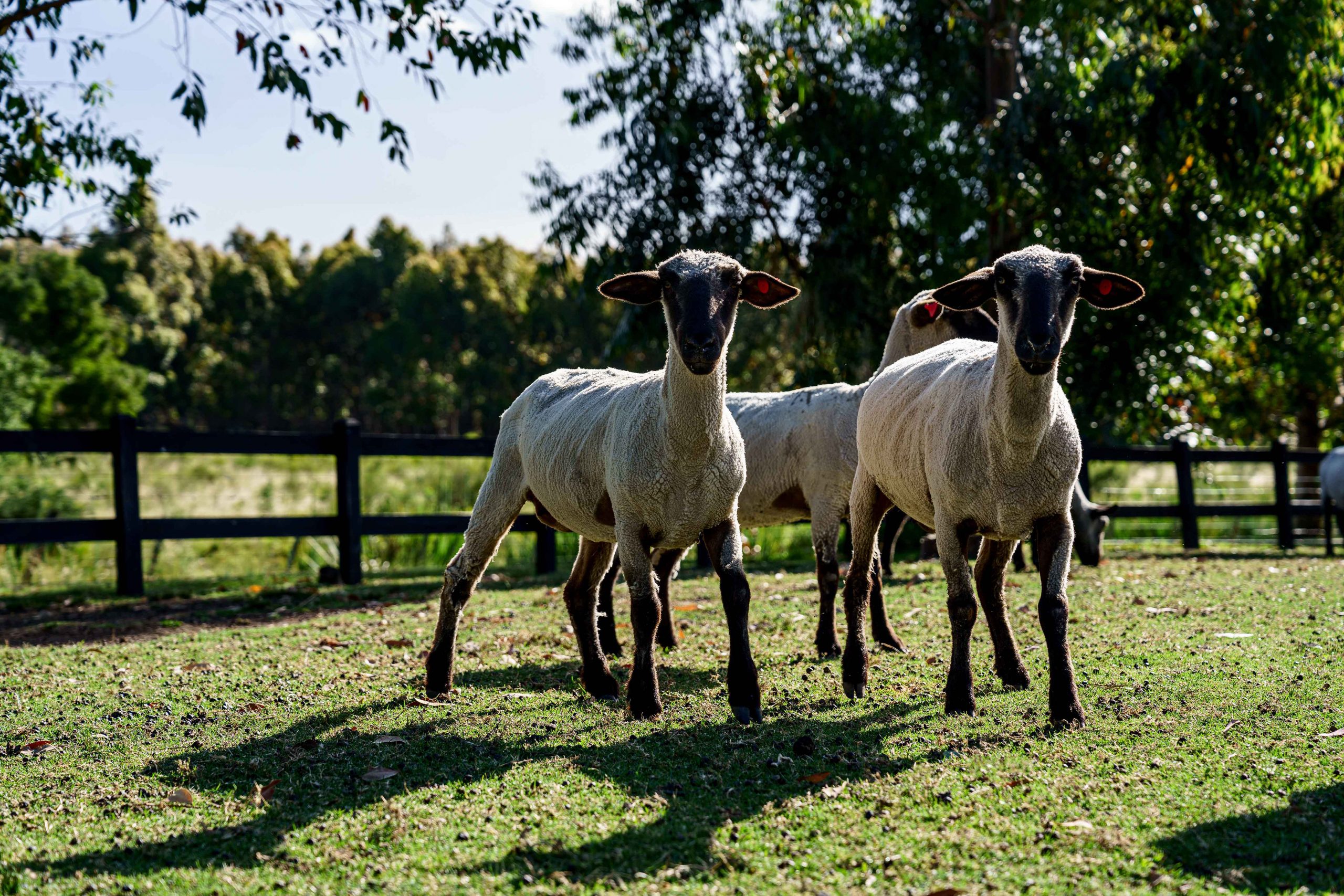 Las Piedras Farm