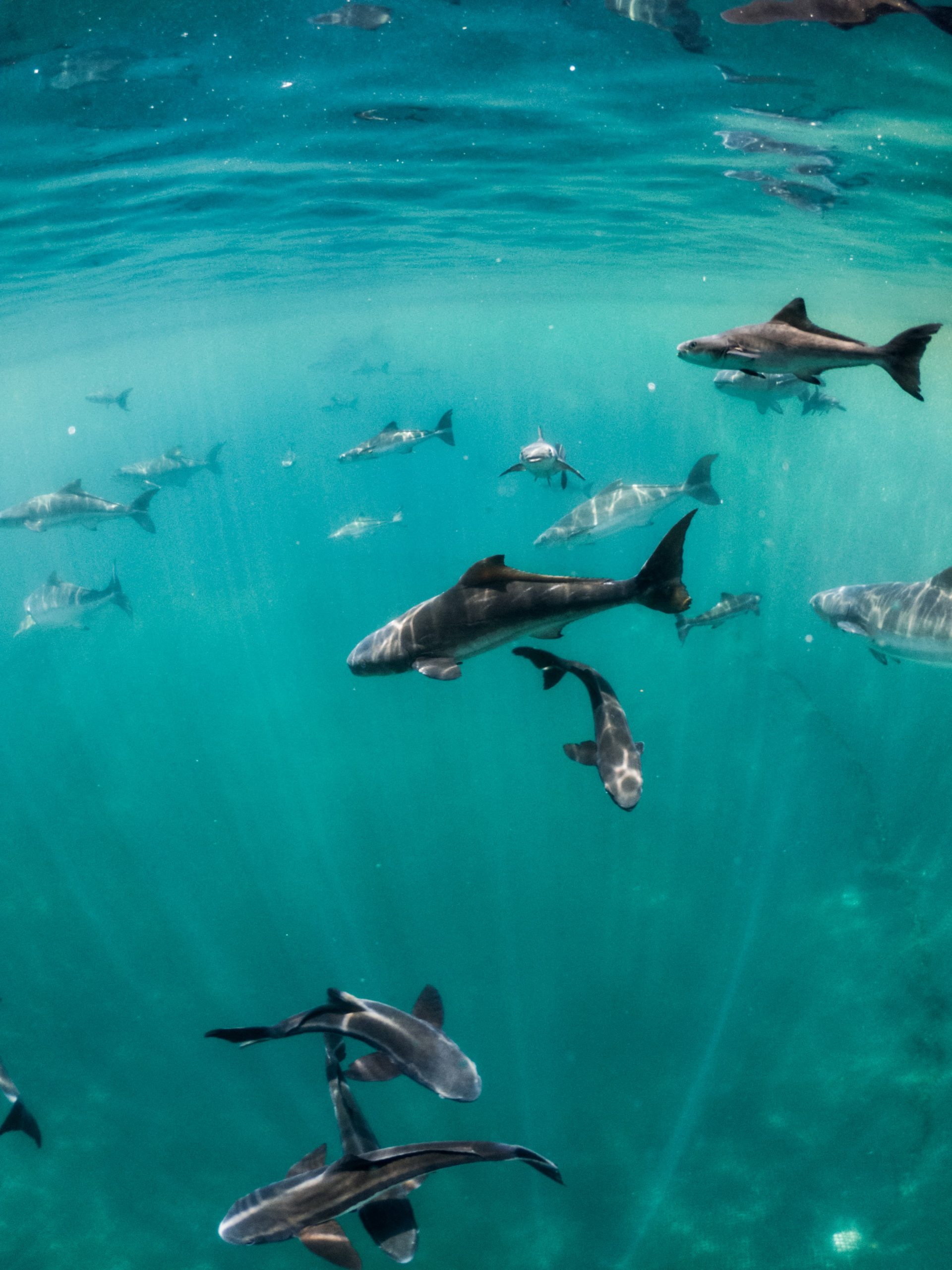 Fasano Angra dos Reis – Nautical Experiences