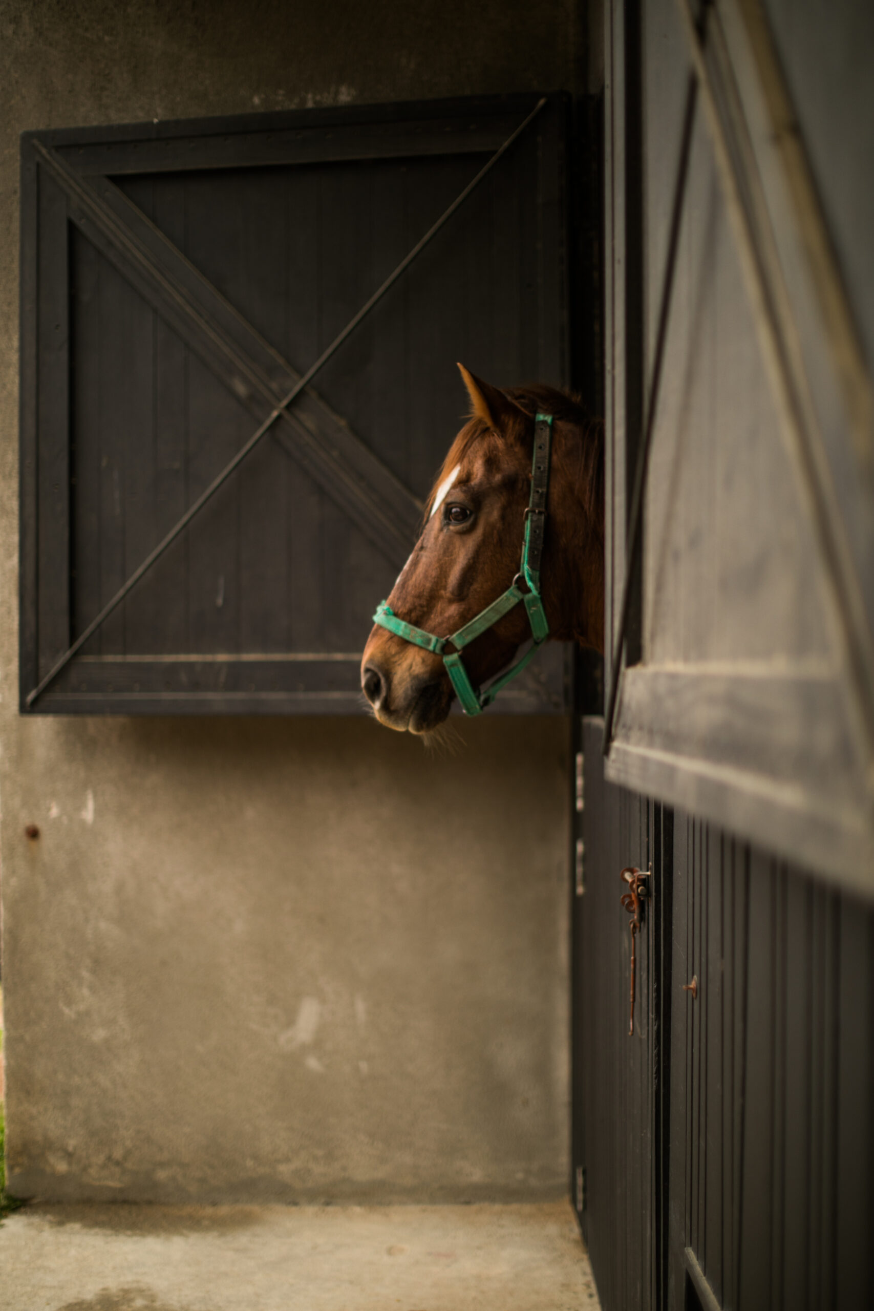 Horseback Riding & Lunch at the Equestrian Center