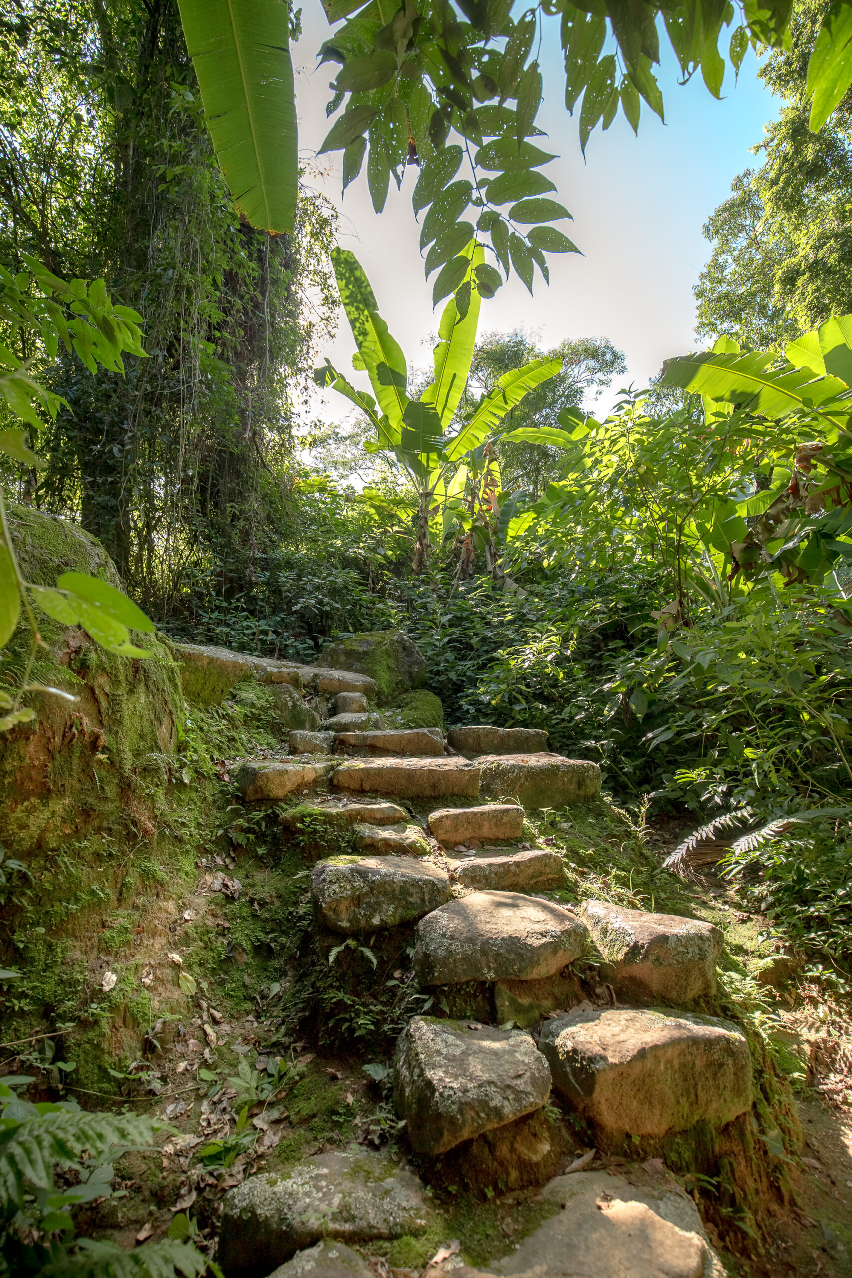 Atlantic Forest Walk