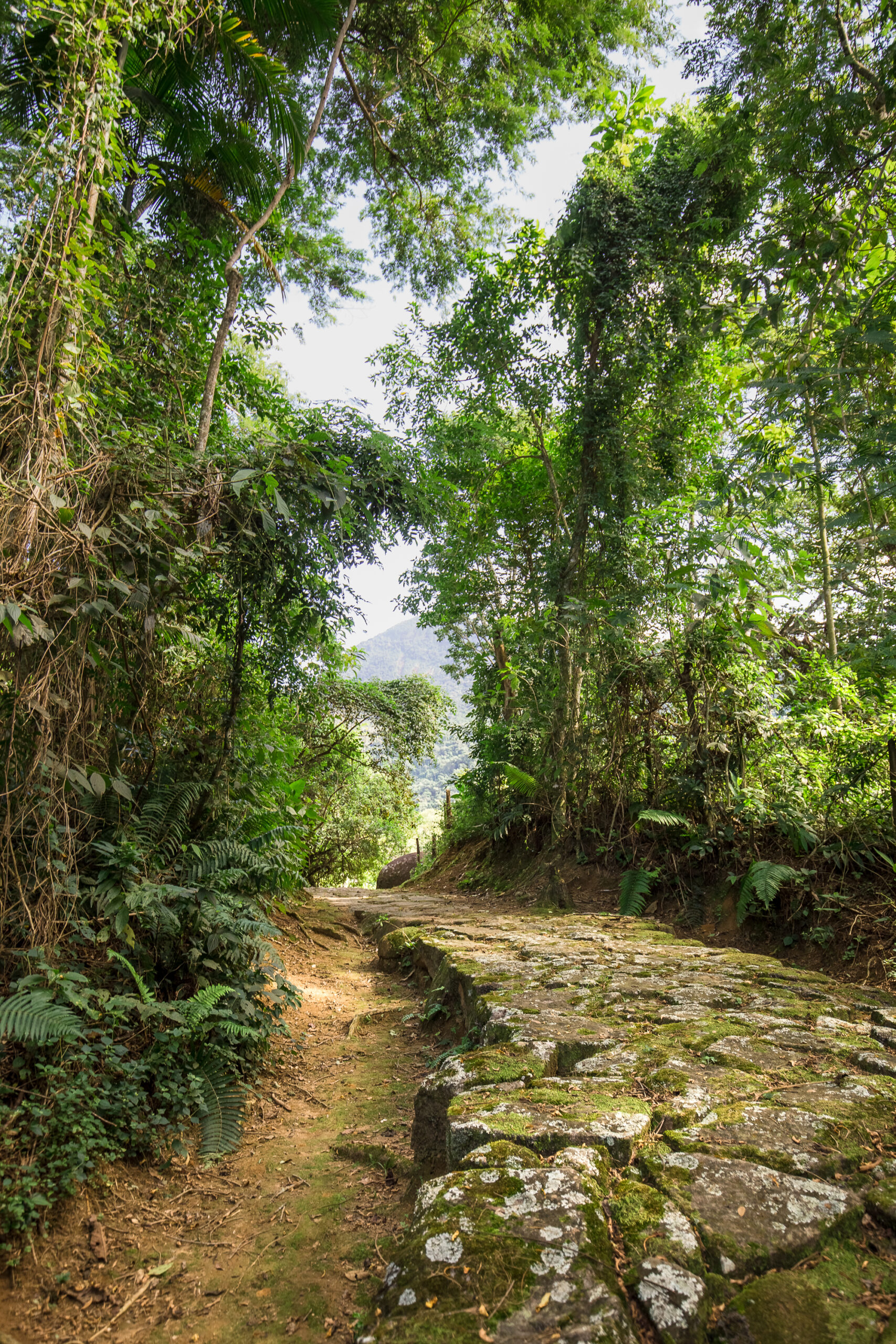 Atlantic Forest Walk