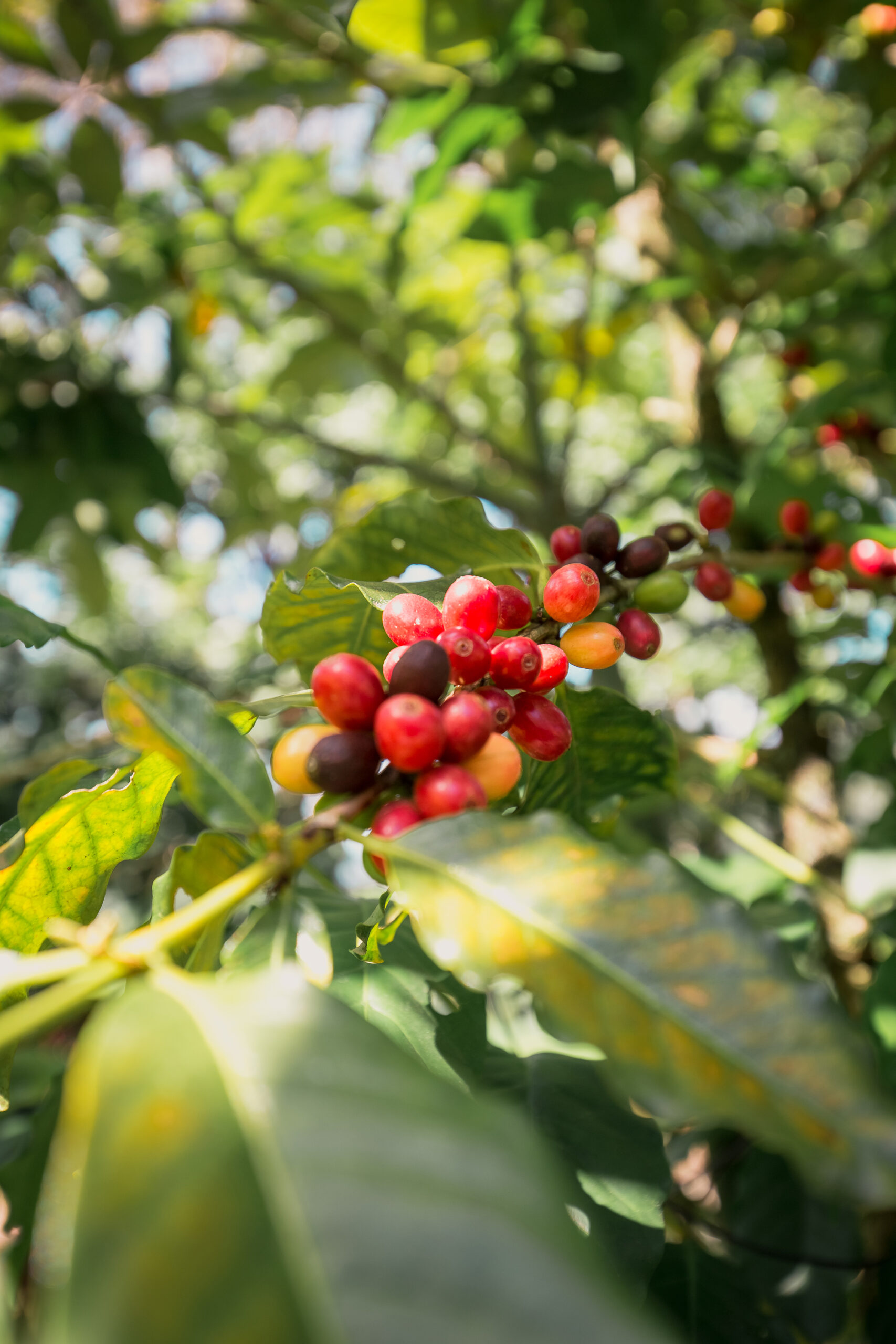 Flavors of the Atlantic Forest
