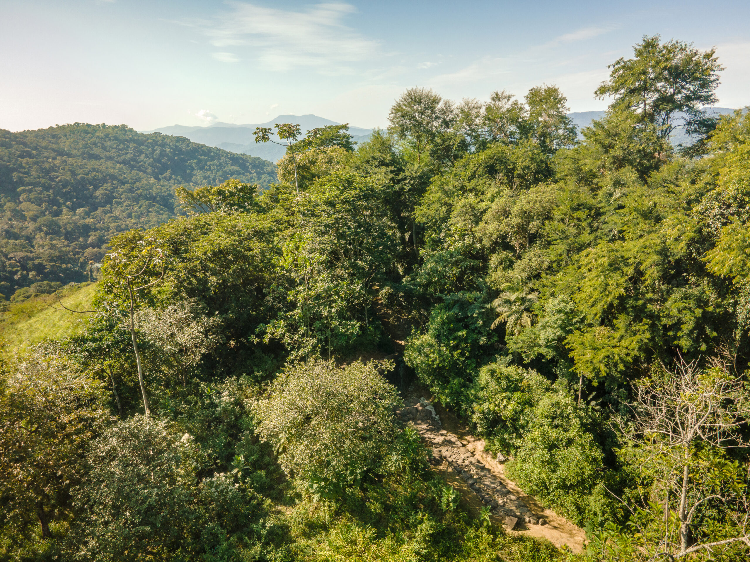 Atlantic Forest Walk
