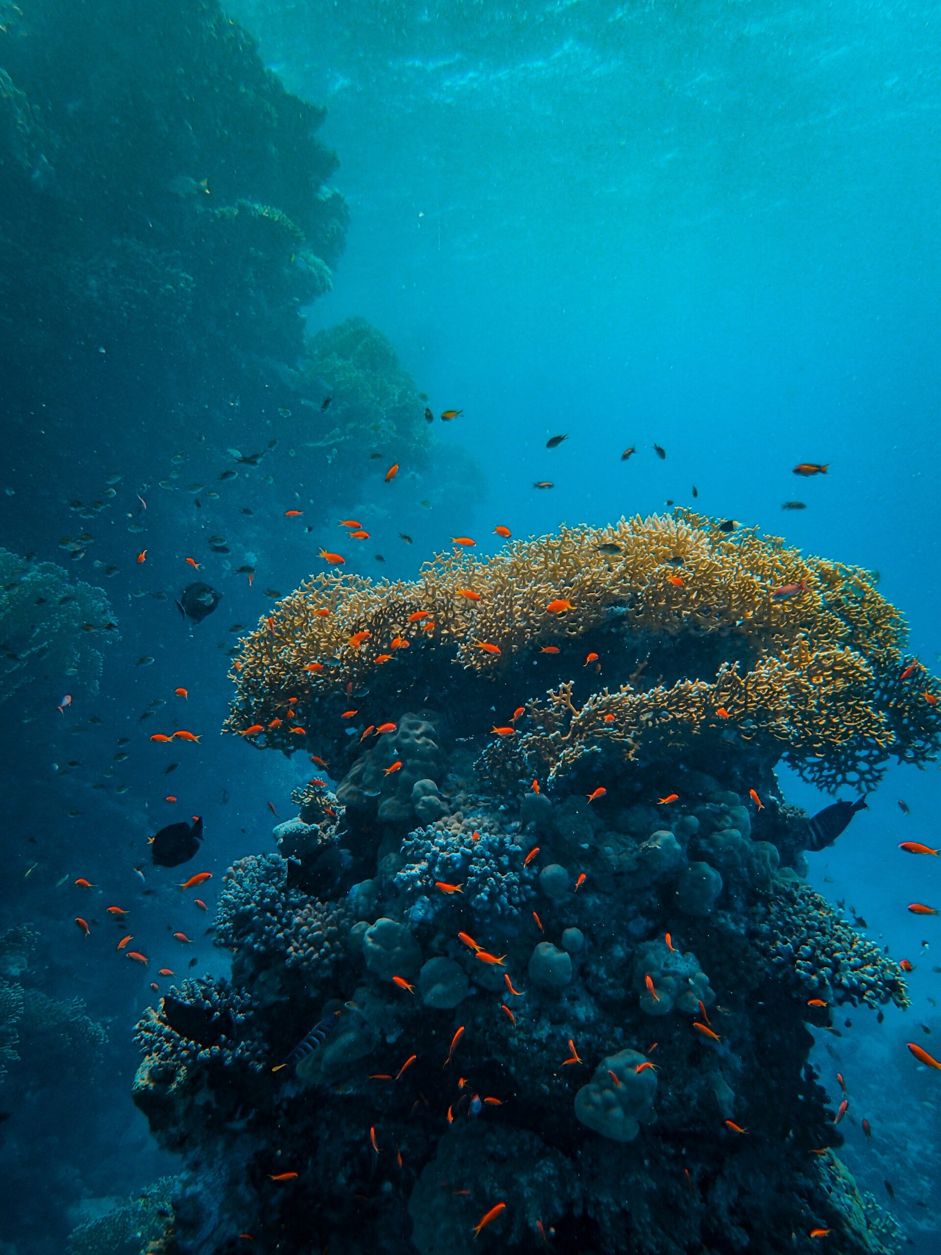 Diving Salvador